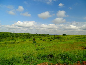 Scenic view of field against sky