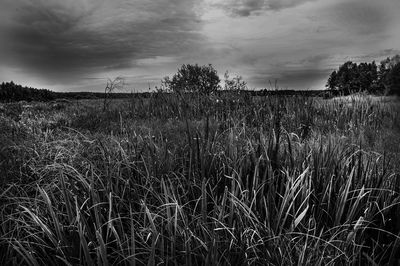Scenic view of field against cloudy sky