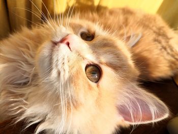 Close-up portrait of a cat