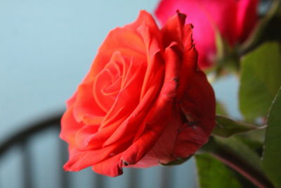 Close-up of red rose