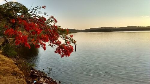 Red tree by sea against sky