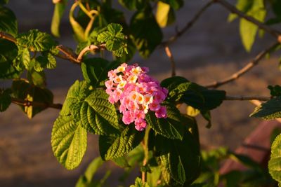 Close-up of pink flowering plant