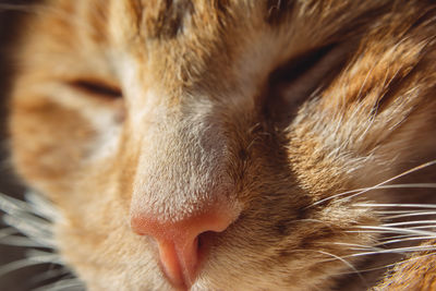 Close-up of cat sleeping