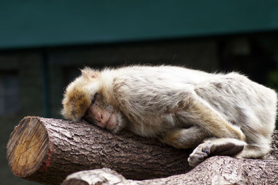 View of a sleeping resting