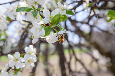 Close-up of white cherry blossoms in spring