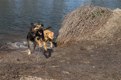 High angle view of dog running in water