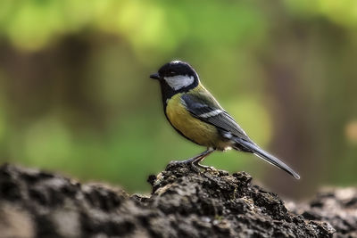 Close-up of bird perching on wood