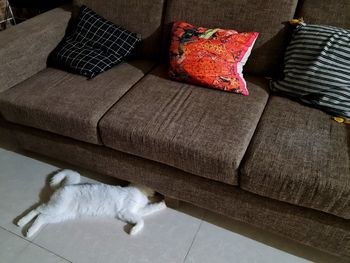 High angle view of cat relaxing on sofa