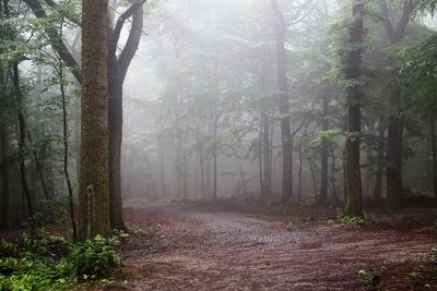 Trees in forest