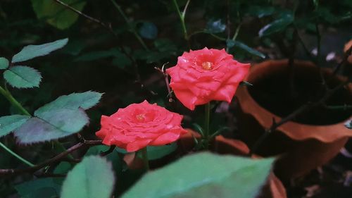 Close-up of pink roses blooming outdoors