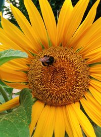 Close-up of bee on sunflower