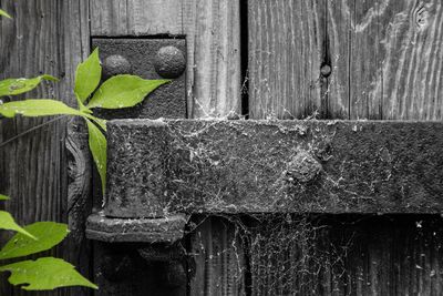 Close-up of ivy growing on wood