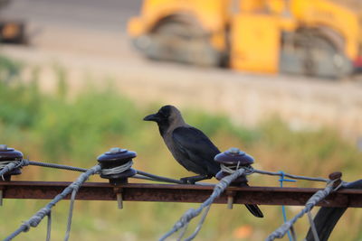 Bird perching on metal railing