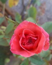 Close-up of red rose