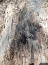 Close-up of insect on tree trunk