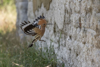 Close-up of a bird