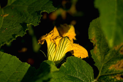 Close-up of yellow leaves