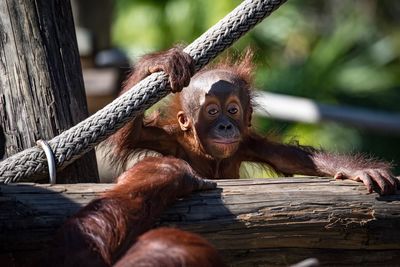 Close-up of orangutans on tree