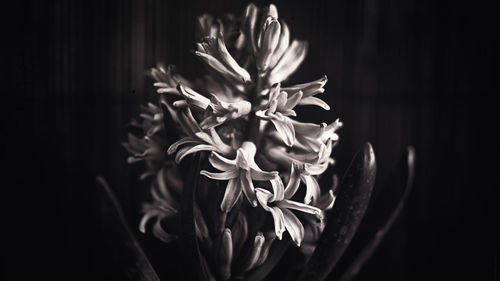 Close-up of flowering plant against black background