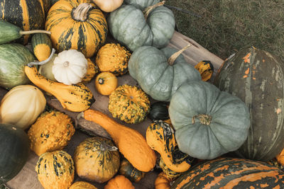 Decorative pumpkins outdoor on the ground. halloween and thanksgiving decoration for home