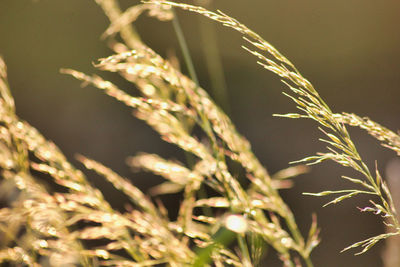 Close-up of stalks in field