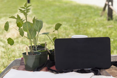 Potted plant on field by chair