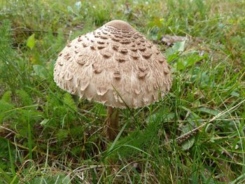 Close-up of mushroom on field