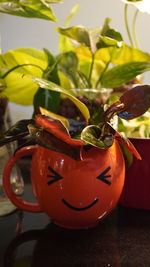 Close-up of plant