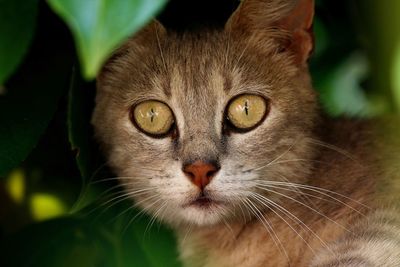 Close-up portrait of cat