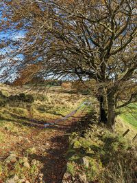 Trees growing in forest