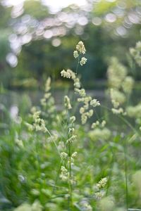 Close-up of small flowering plant on field