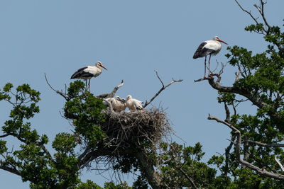 Low angle view of birds perching on tree against sky