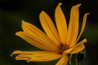 Close-up of yellow flower