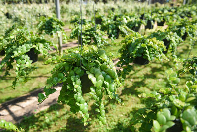 Close-up of plants growing in farm