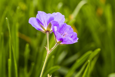 Close-up of flower blooming outdoors