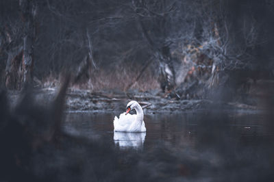 Swan lake in winter 