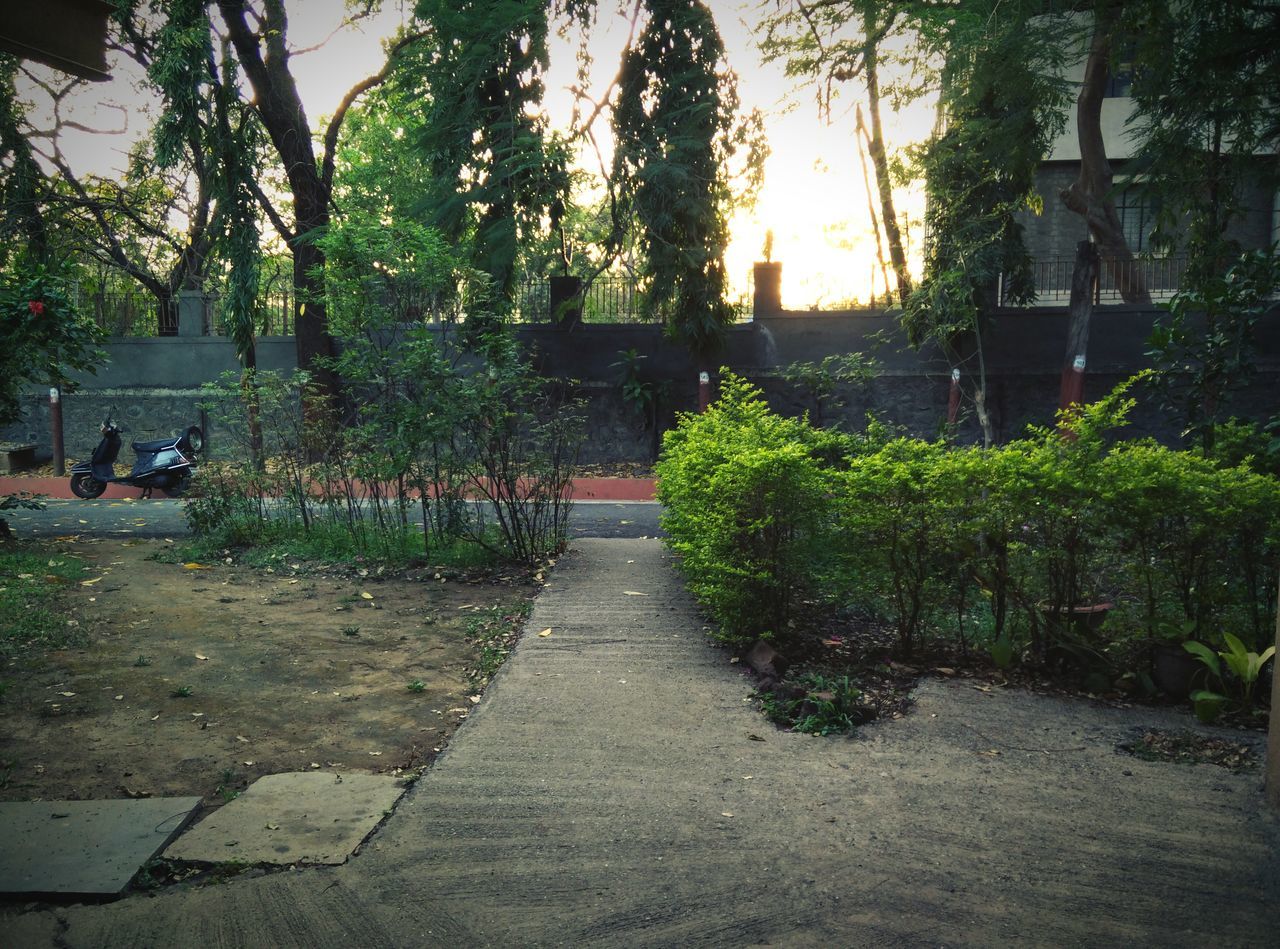 tree, building exterior, street, architecture, built structure, growth, city, footpath, cobblestone, transportation, incidental people, plant, sidewalk, road, sunlight, the way forward, outdoors, land vehicle, car, paving stone