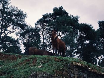Low angle view of horses in forest