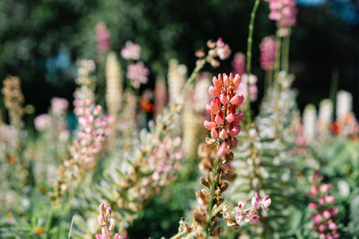 Close-up of pink flowering plants