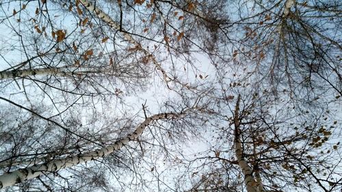 Low angle view of bare tree against sky