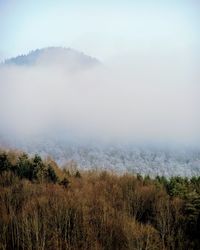 Scenic view of forest during foggy weather