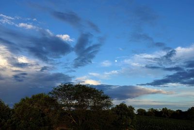 Low angle view of trees against sky