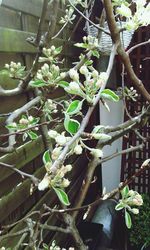 Close-up of white flowers