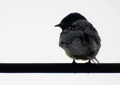 Low angle view of bird perching on railing