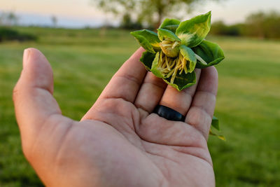 Close-up of hand holding plant leaves on field