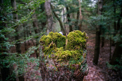 Close-up of moss growing on tree trunk