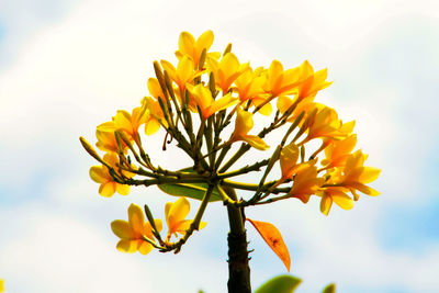 Low angle view of yellow flowers blooming against sky