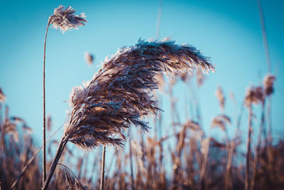 Close-up of stalks in field against sky