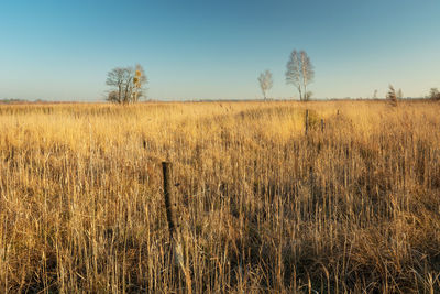 Dry meadow and clear sky