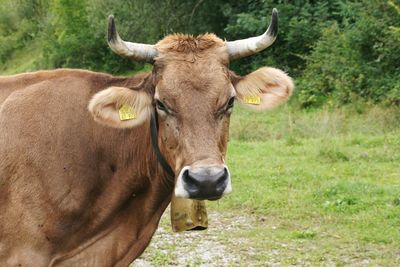 Close-up of cow on grass